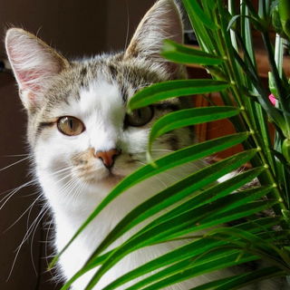 Die Hypnose-Sitzung beg...