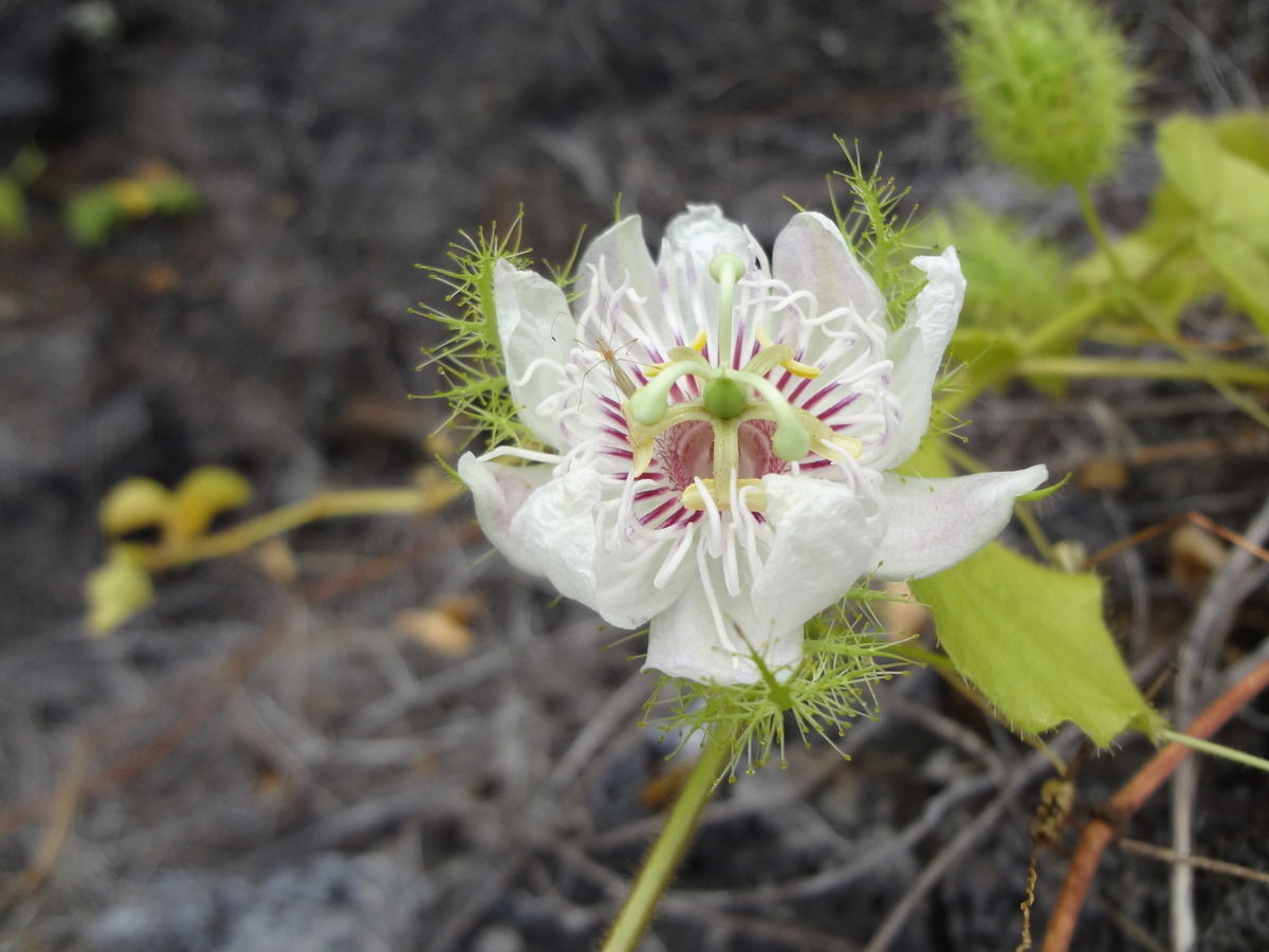 Passiflora Foedita / Galapagos