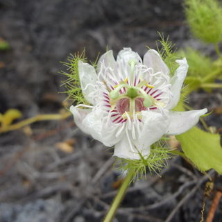 Passiflora Foedita / Ga...