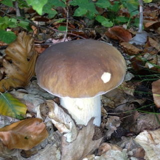 Zweite herbstliche Leid...