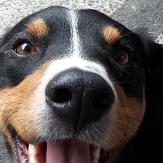 Die Lakritzenase,,,,, B...