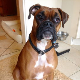 Lizzy -