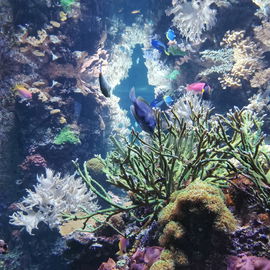Aquariumzauberwelt - Ma...