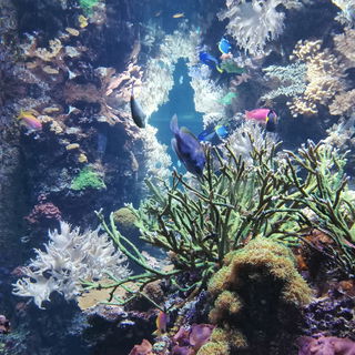 Aquariumzauberwelt - Ma...