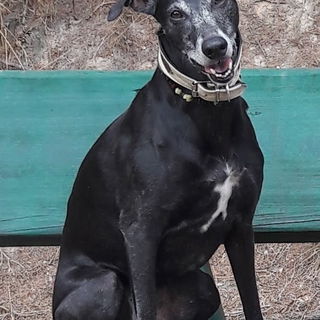 Mein Seelenhund - Giorg...