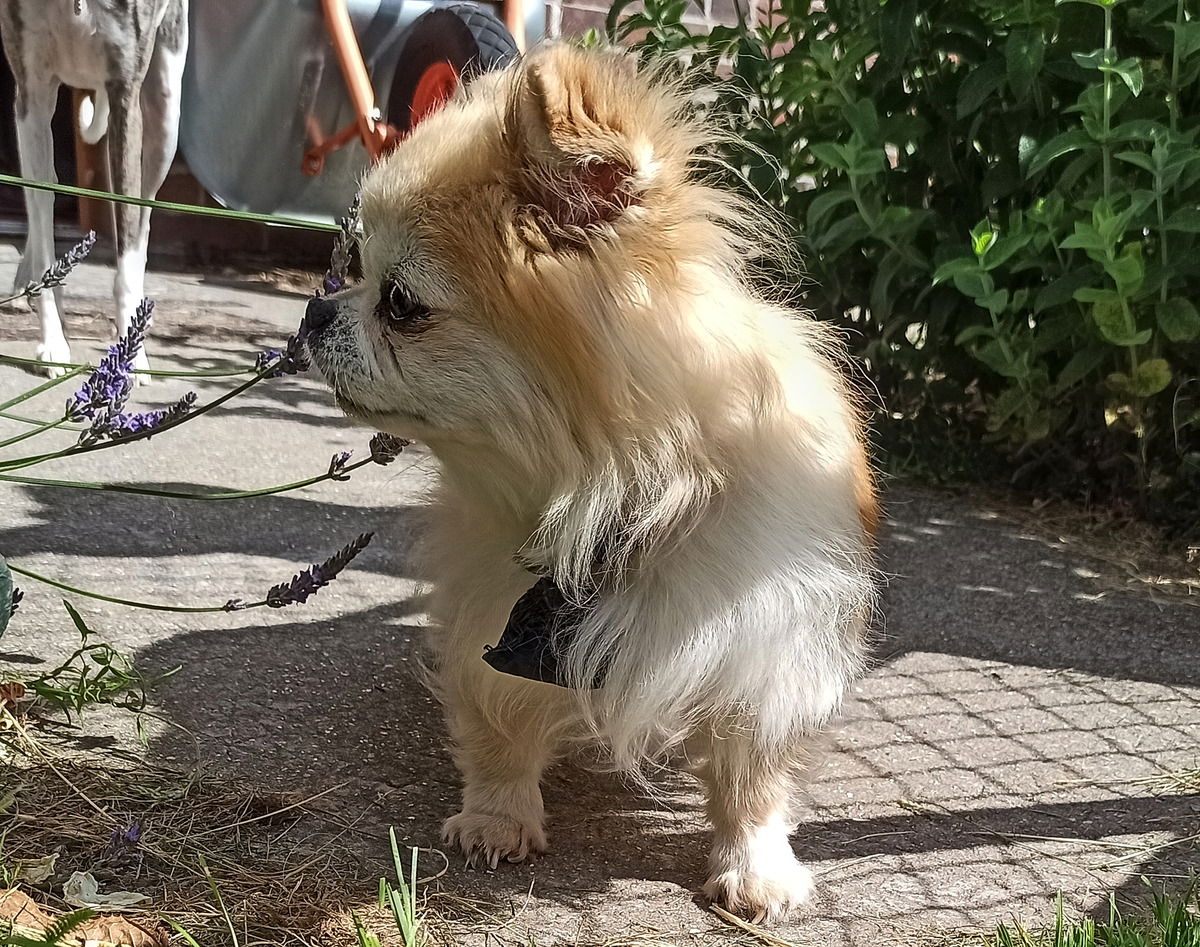 Griotte. 13 Jahre alt. Hat alle Krankheiten der Welt. Adoptiert von der Fondation Brigitte Bardot, die auch für die Behandlungskosten aufkommt.