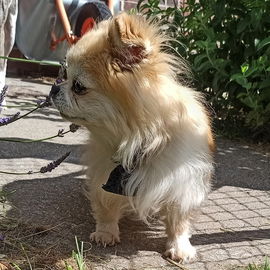 Griotte. 13 Jahre alt. ...