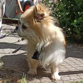 Griotte. 13 Jahre alt. ...
