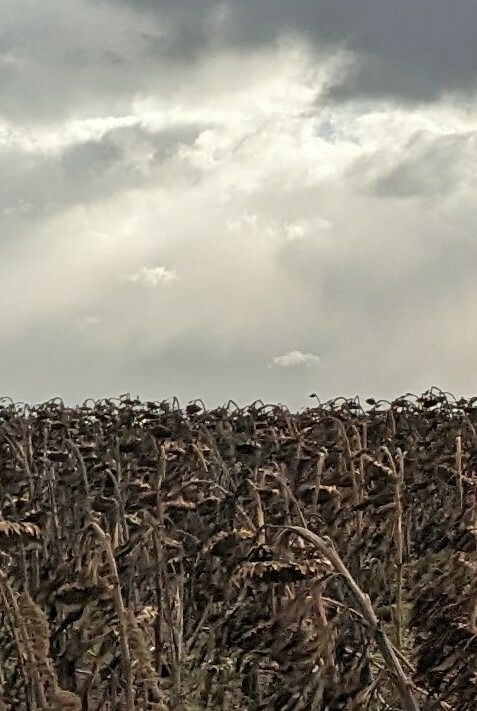 Sonnenblumen im Winter