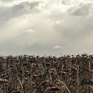 Sonnenblumen im Winter...