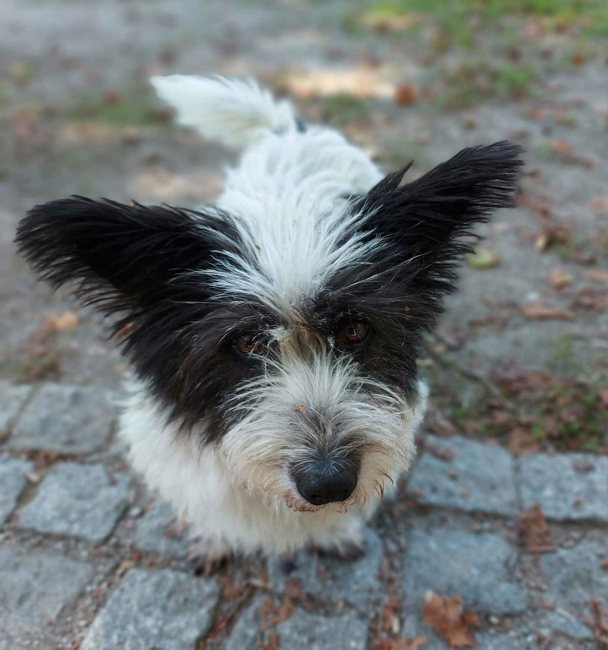 Batmans Flügelspannweite