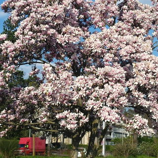 "Mein" Magnolienbaum am...