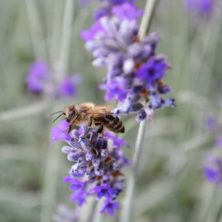 soothing Lavender