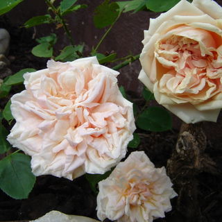 Glore de Djion Rose aus...