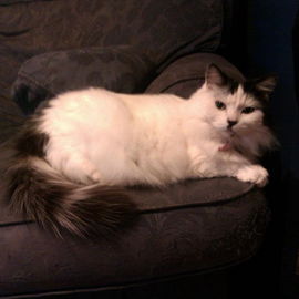 My Kitty, Leela