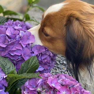 Paul liebt Blumendüfte...