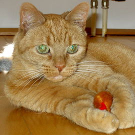 Victor