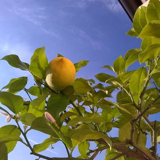 Balkonien... das Land, ...