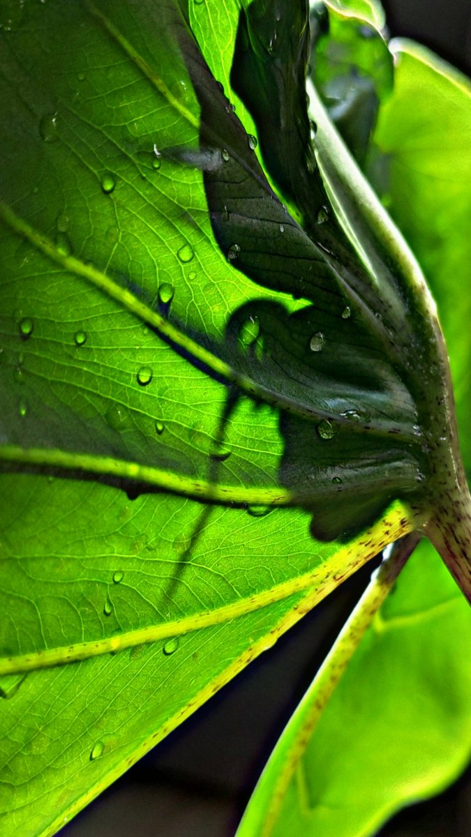 Meine Alocasia Stingray