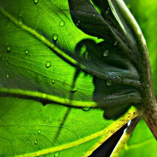 Meine Alocasia Stingray...