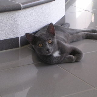 Am Kachelofen liege ich...