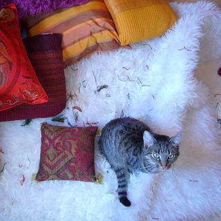 Wer nimmt denn hier Bom...