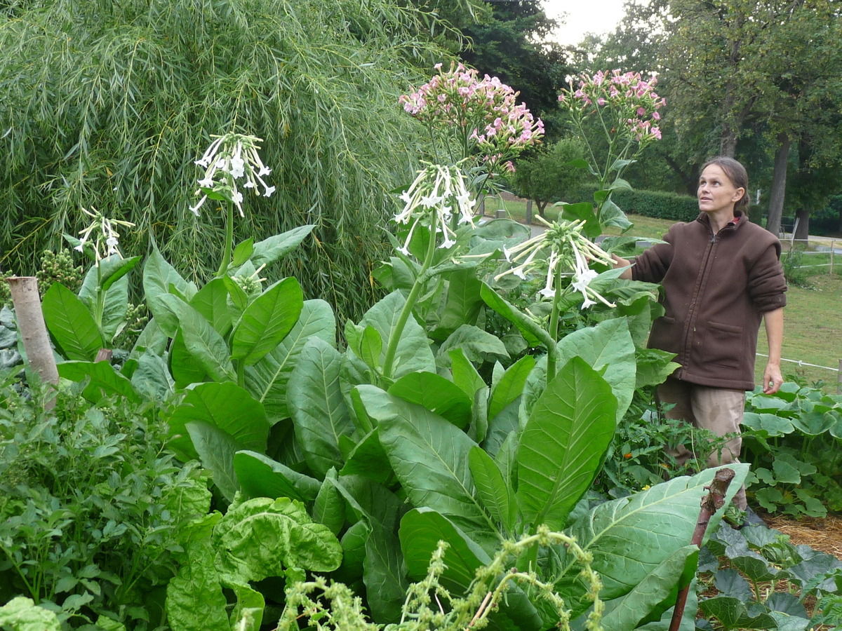 Tabak Blüten und natürlich Blätter