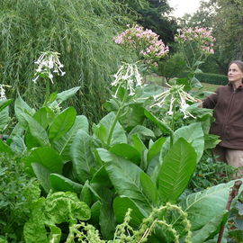 Tabak Blüten und natü...