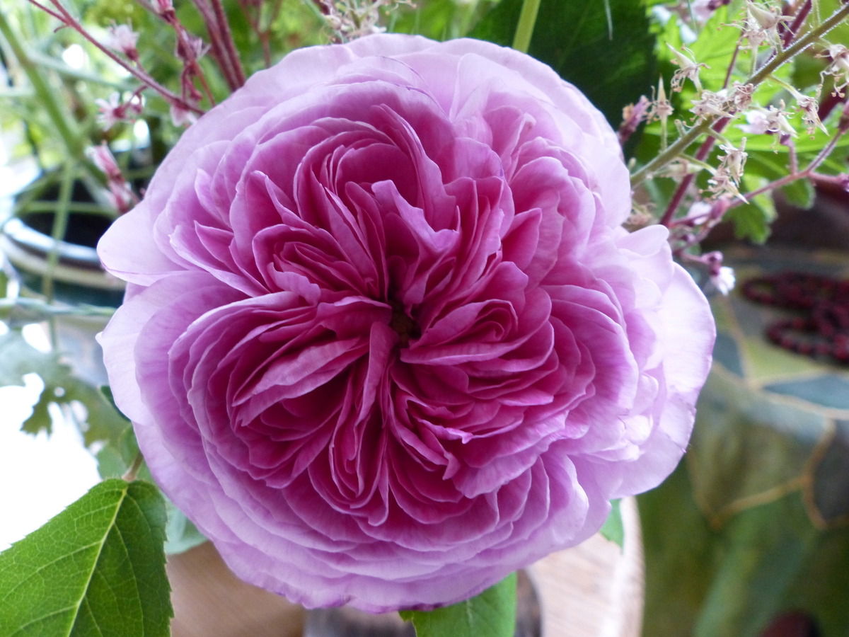 Rosa Gallica - sehr alte Duftrosensorte