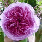 Rosa Gallica - sehr alt...