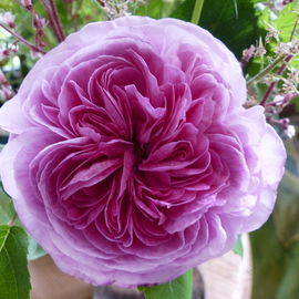 Rosa Gallica - sehr alt...