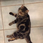 Wackel-Katze (Ataxie) o...