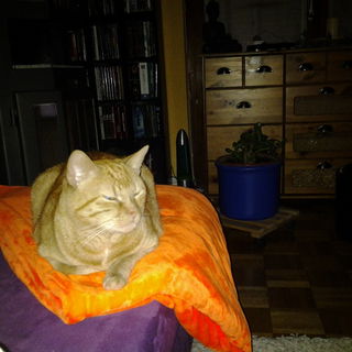 Jimmy