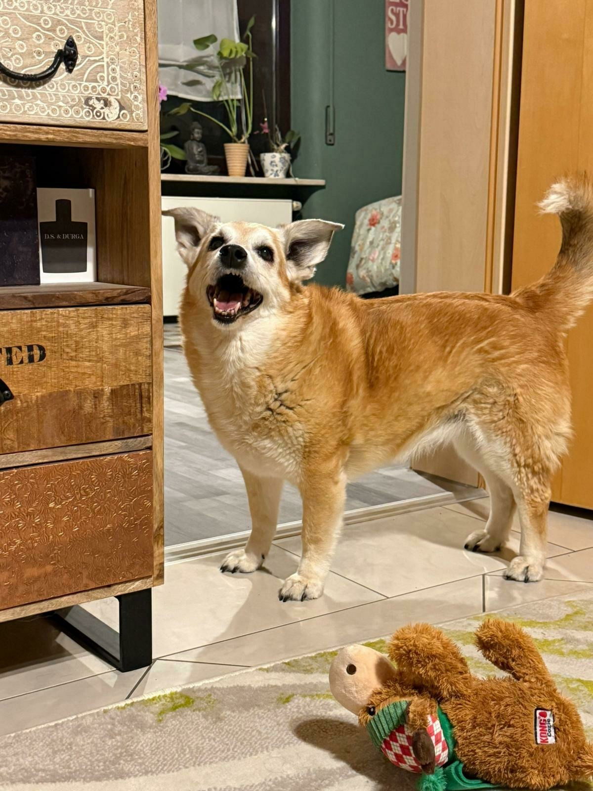 Rubymaus 🌈😢 2013 - 2025 ... mein ❤️blutet. Mama liebt dich für immer❣️