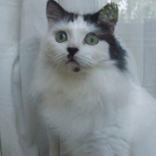 Leela Looking Out the W...