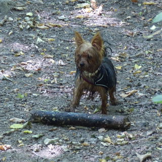 Maya, abgerichtet zum s...