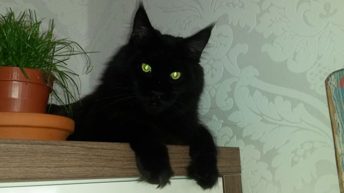 Willi, der "Goldkater" (11/2011-11/2016)