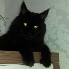 Willi, der "Goldkater" ...