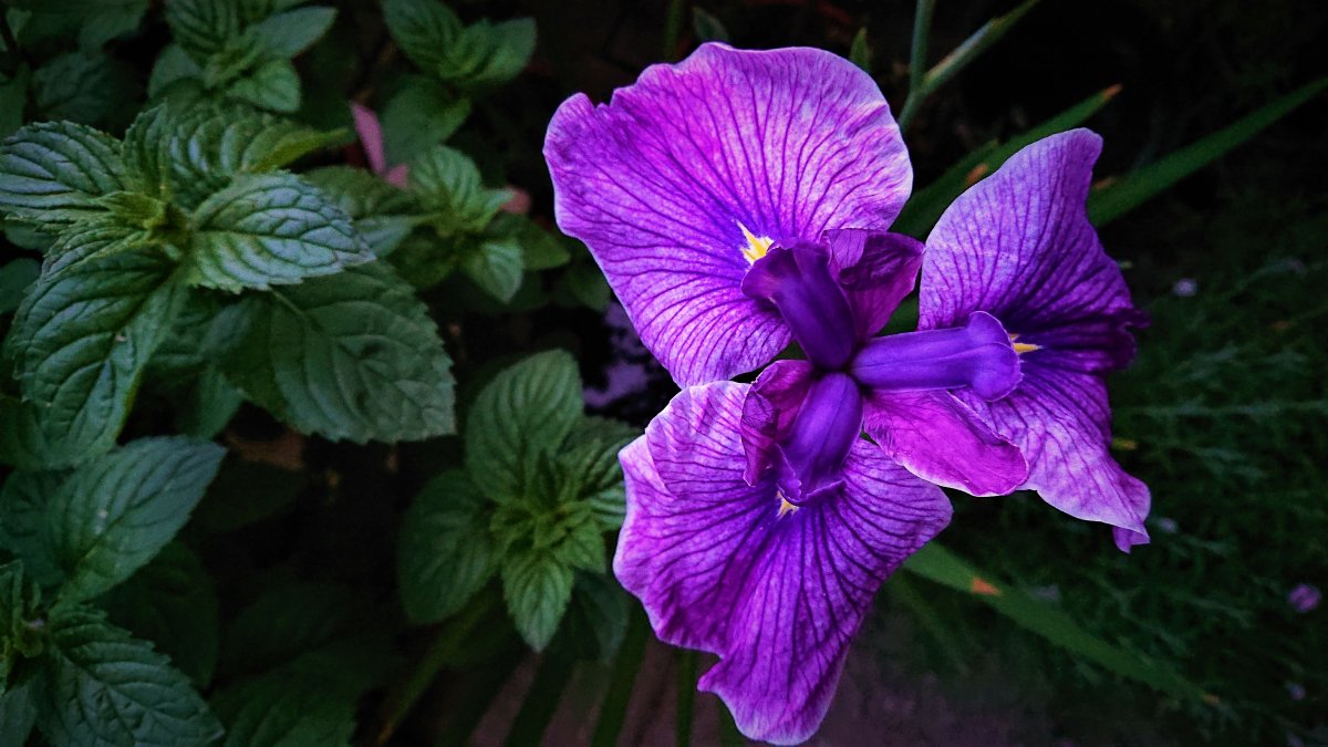 Aha. So sieht also die Iris ensata aus.
