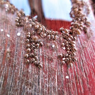 Konzeptkunst mit Ameise...