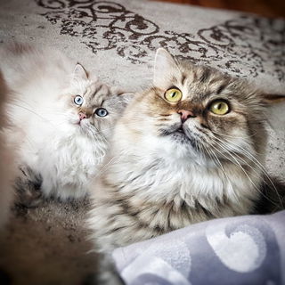 Fettes und Mogli
