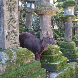 Nara (Japan)