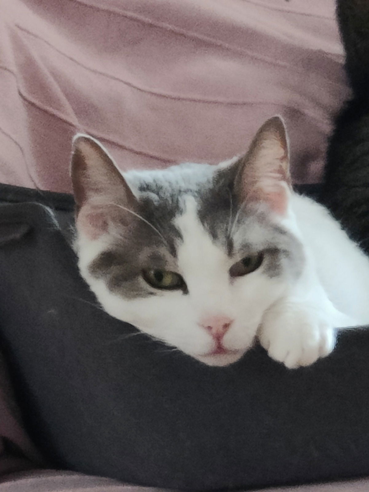 Marley 🐱❤️