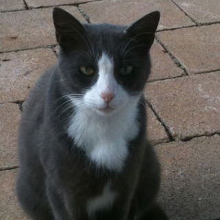 Rocky