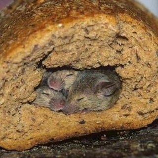 Bed & Breakfast