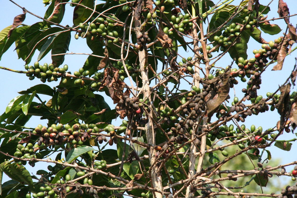 Kopi