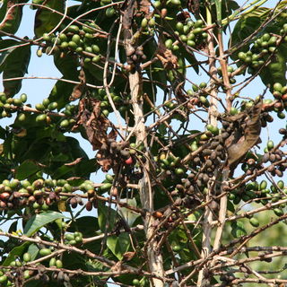Kopi