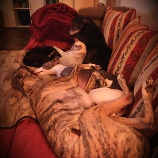 Ein kuscheliger Abend...