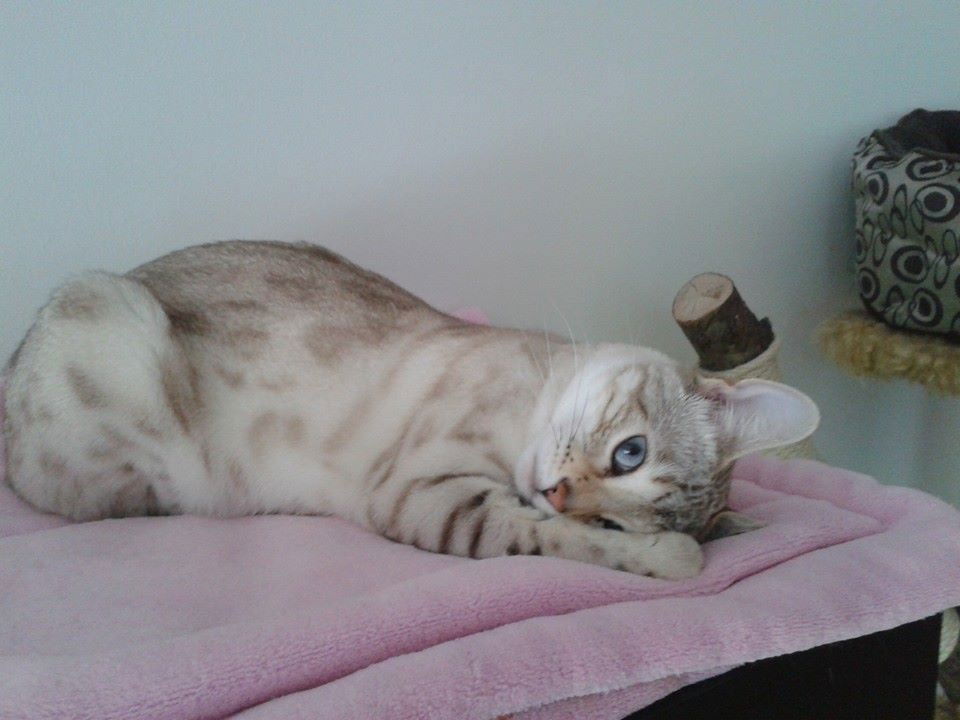 Nelly Fellnase