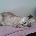 Nelly Fellnase